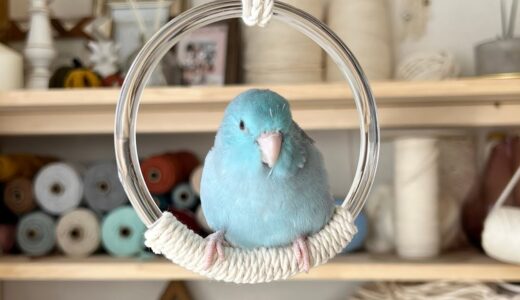 【100均】DIY Bird swing toy ダイソーのバッグハンドルでインコのブランコを作ってみた（マメルリハ）#shorts