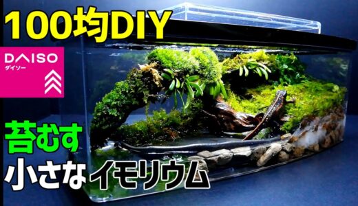 苔むす【小さなイモリウム】作り方 100均DIY! シリケンイモリ飼育 ダイソーアイテムで苔テラリウム作成 /How to Make Tabletop Moss Terrarium/Vivarium