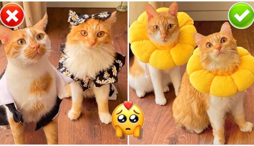 مشترياتي الغريبة لقططي 😻! ملابس العيد 😽!!