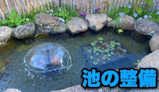 金魚の池に睡蓮を植えて、ろ過ポンプを設置しました｜夏の水遊び